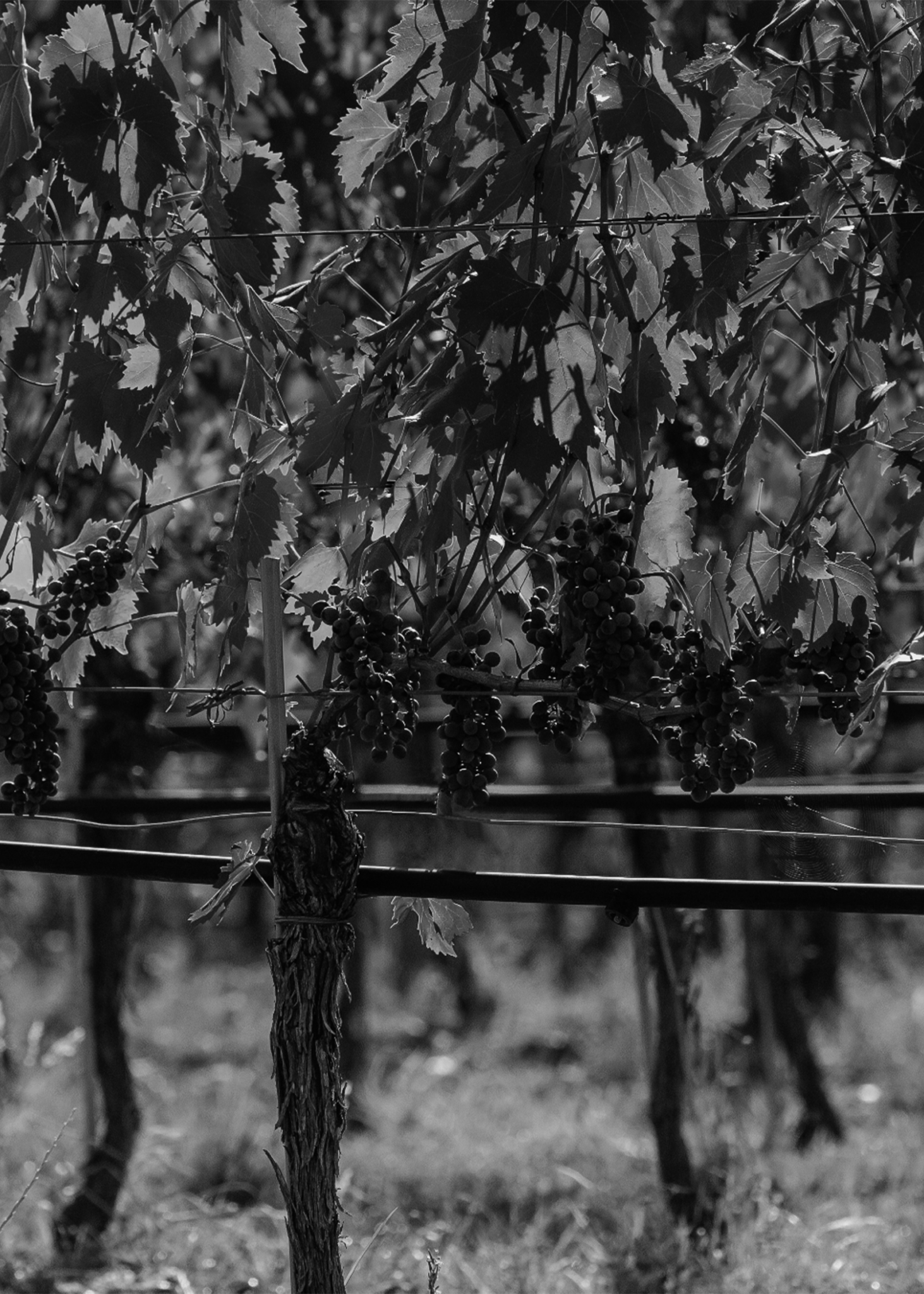flo-tuscan-winery-02